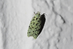 Izatha peroneanella