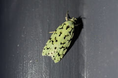 Izatha peroneanella