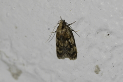 Barea exarcha