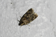 Barea exarcha
