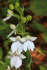 Habenaria plantaginea
