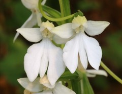 Habenaria plantaginea