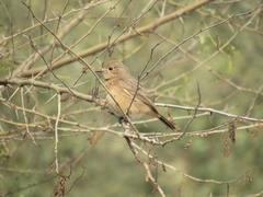 Oenanthe fusca