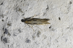 Tinea pallescentella