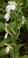 Habenaria plantaginea
