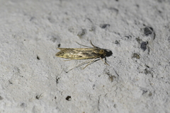 Tinea pallescentella