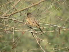 Oenanthe fusca