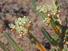 Psammotropha