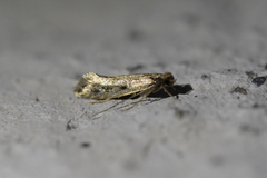 Tinea pallescentella