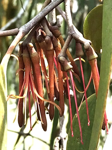 drooping mistletoe