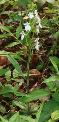 Habenaria plantaginea