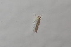 Stegommata sulfuratella