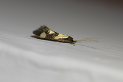 Opogona comptella