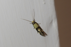 Opogona comptella