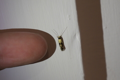 Opogona comptella