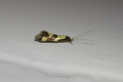 Opogona comptella