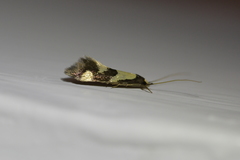 Opogona comptella
