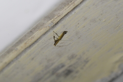 Caloptilia azaleella