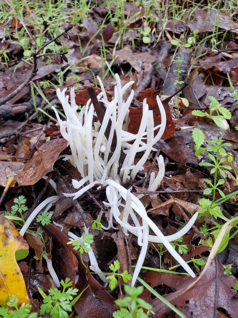 Clavaria fragilis · December 2025 · photo: © arlenedevitt (iNaturalist, cc-by)