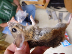 Peromyscus pectoralis
