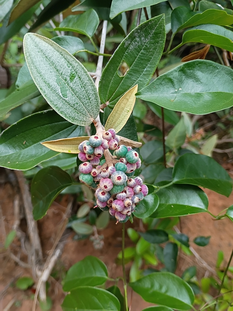 Miconia albicans