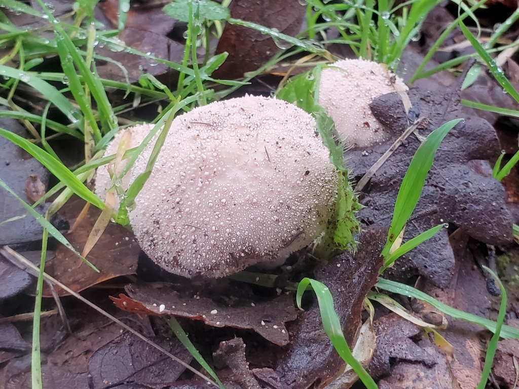 Lycoperdon perlatum · December 2025 · photo: © arlenedevitt (iNaturalist, cc-by)