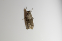 Eudonia submarginalis