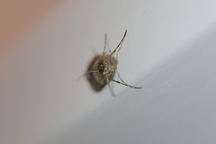 Eudonia submarginalis