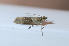 Eudonia submarginalis