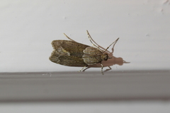 Eudonia submarginalis