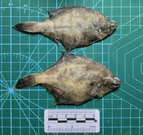 Finespotted flounder (Pleuronichthys cornutus) — Pleuronectidae — 5