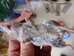 Peromyscus pectoralis