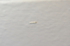 Stegommata sulfuratella