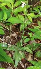 Habenaria plantaginea