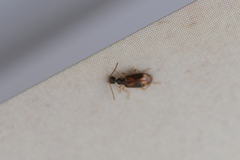 Sapintus pellucidipes