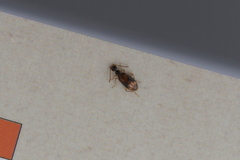 Sapintus pellucidipes