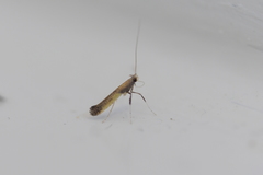Caloptilia azaleella