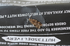 Barea exarcha
