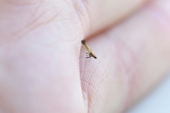 Caloptilia azaleella