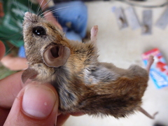 Peromyscus pectoralis