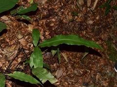 Blechnum finlaysonianum