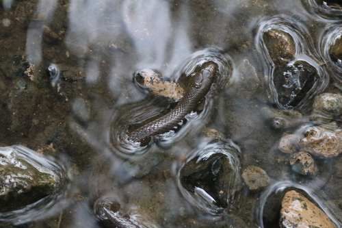 Olive Small-eyed Snake