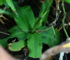 Habenaria plantaginea