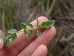 Valeriana capensis