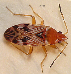 Paramyocara iridescens