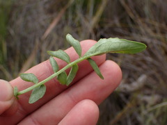Valeriana capensis