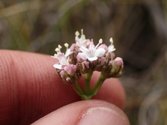 Valeriana capensis