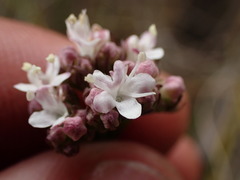 Valeriana capensis