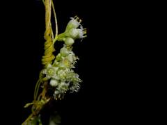 Cuscuta chinensis