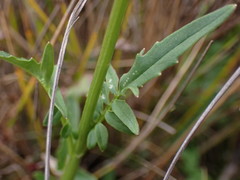 Valeriana capensis